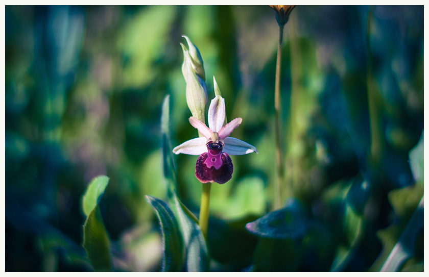 ophrys-araignée