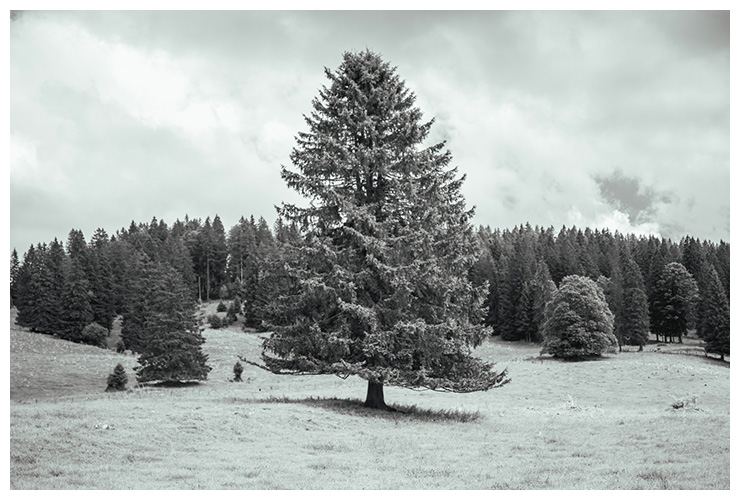 arbre